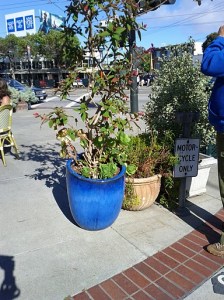 Beautiful pot at Cafe Flore