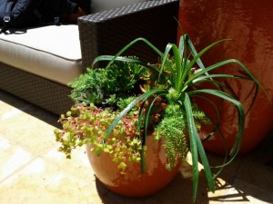 A succulent composition