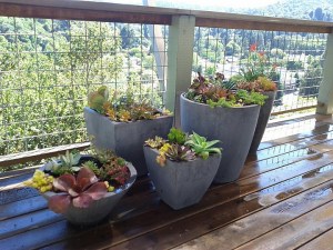 succuclusterafter aftergrouping