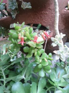 2011-09-15-11-12-30-734 from our garden