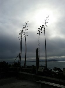alcagave agave spikin'