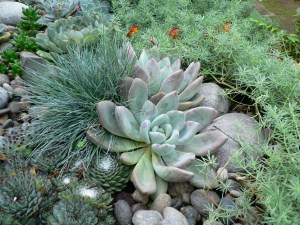 Succulents and Grass