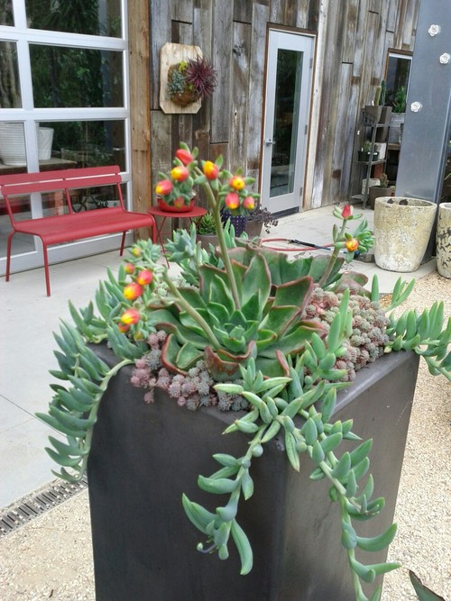 succulent plant glass bowl Succulent Glass Bowl main image 1