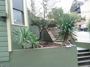 During - the Dracaena has been divided. I took the two smaller trunks off the main group and relocated them to the back of the edge for more framing and balance.