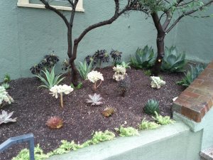Along the wall are red Aeonium 'Zwartkopf', with the brighter yellow Aeonium 'Sunburst' in front of them.