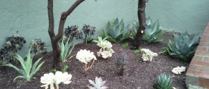 The grassy-shaped plant in the left foreground is Beschorneria 'Flamingo Glow', and the three large focal plants along the back right are Agave celsii 'Nova'.