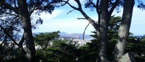 Trees framing the view of the tips of the towers on the Golden Gate Bridge to the north.