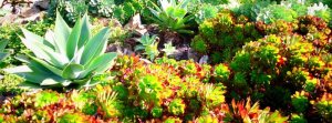 Succulents on the west side of the island.