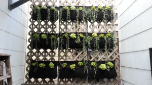 After: Woolly Pockets, mounted, irrigated, and planted.