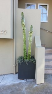 The variegated Euphorbia ammak out front, with its soon-to-cascade pink vygie.