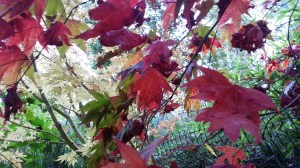Layers of colors starting to appear as fall weather sets in a couple of weeks ago.