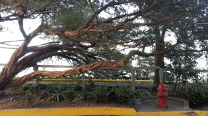 The 125 year old Australian tea tree along the Main Road.