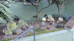 Overall, not bad. Aeonium 'Sunburst' is doing much better on the left than the right. The big agaves in the back right have bloomed, too.