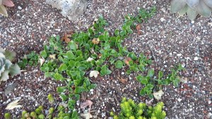 The Aptinia will bloom with hot magenta flowers. You have to keep it in check, cuz it grows fast, but it'll do what they want and look great.