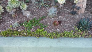 Sedum 'Angelina' along the border is struggling. Hmm. They like this Aptinia cordifolia behind it that settled in as a stray. There's a bunch of it up the street, so I'll take some cuttings.