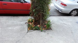 Tolerance: Planting "disposable" plants. This was pretty and flowery last week.