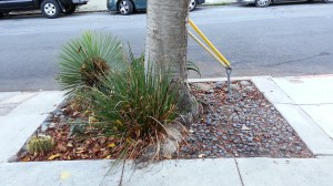 Tolerance: Half for plants, half for latrine!